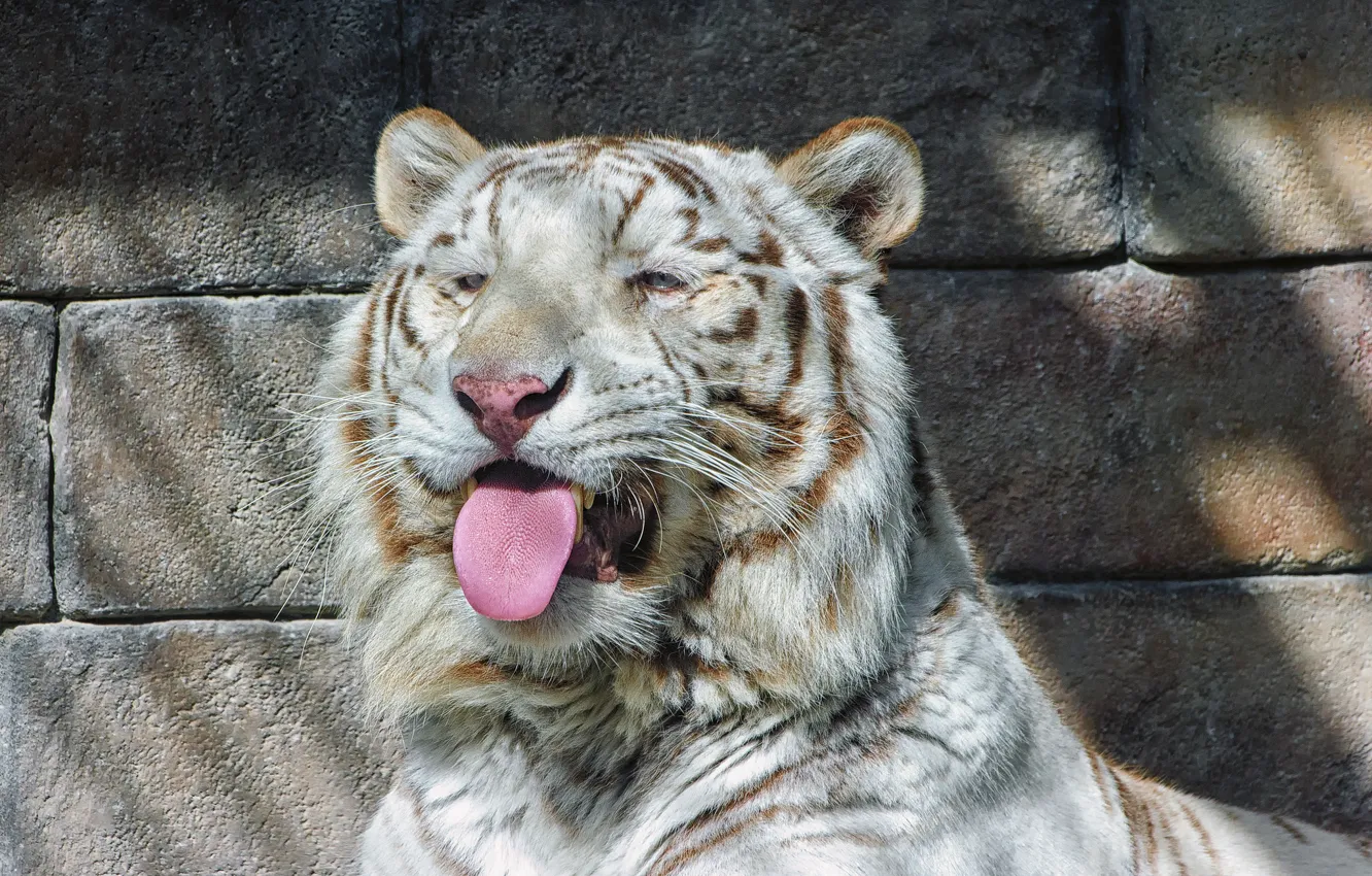 Photo wallpaper language, cat, face, shadow, white tiger