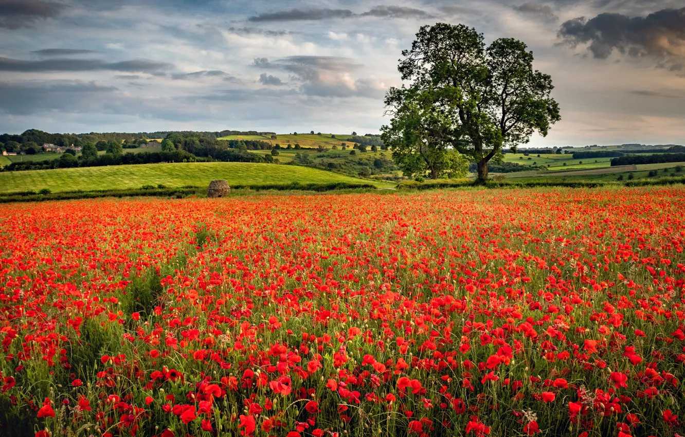 Photo wallpaper field, forest, summer, clouds, trees, flowers, red, hills