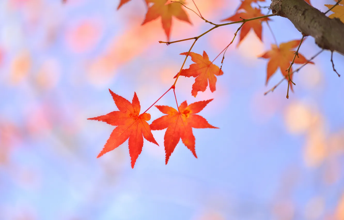 Photo wallpaper leaves, trees, branches, red, maple, Japanese