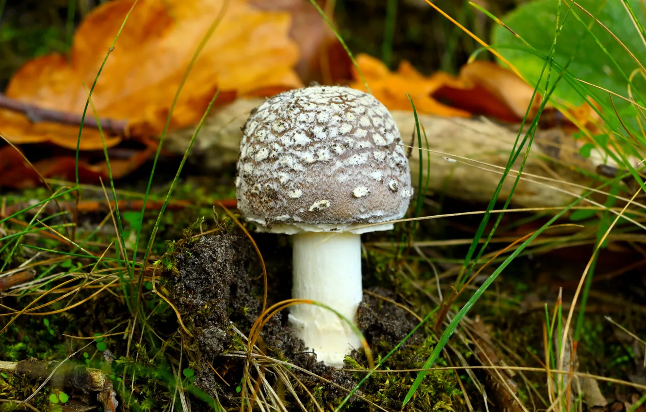 Photo wallpaper forest, autumn, mushroom