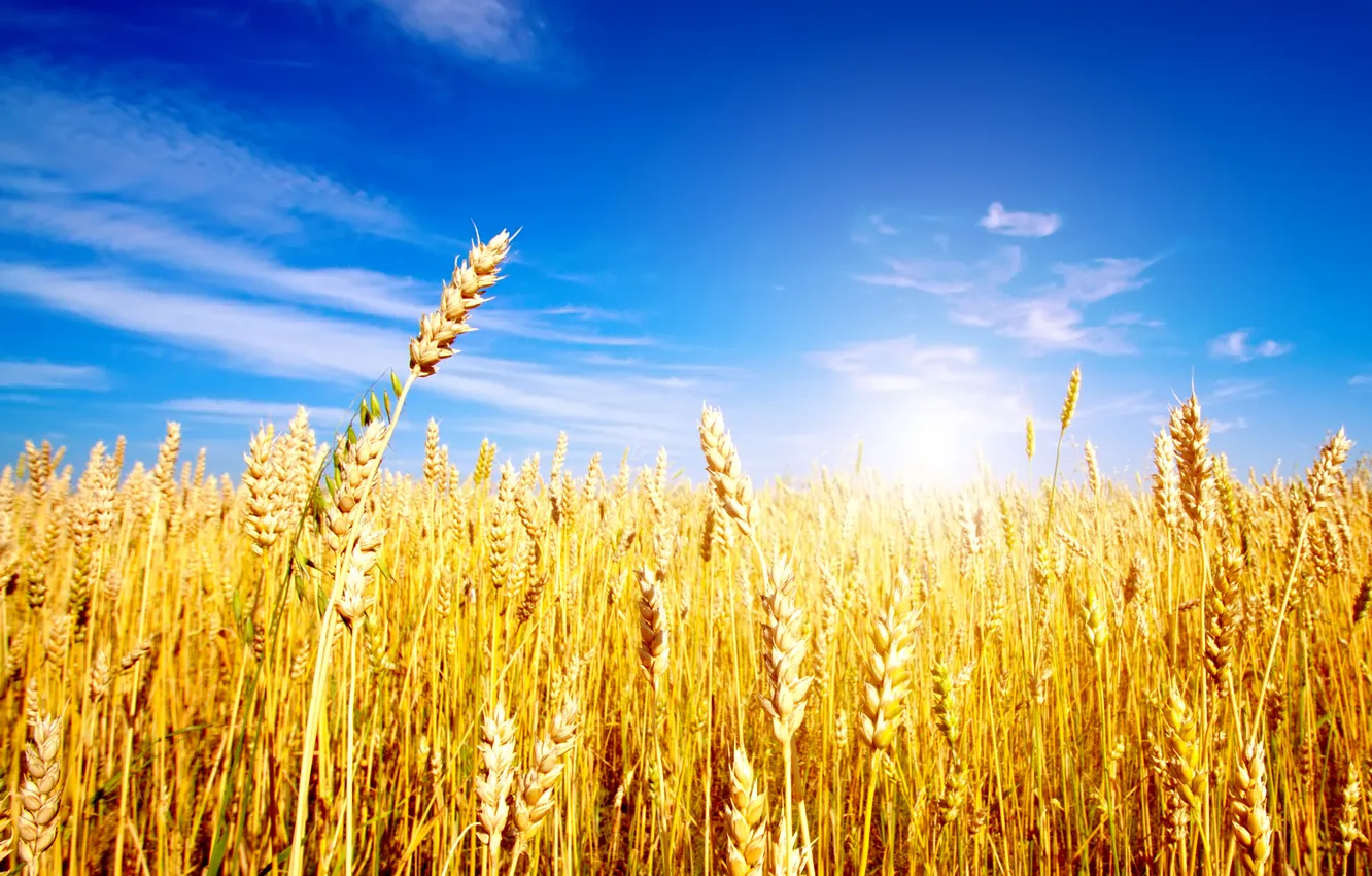 Photo wallpaper golden, sky, field, blue, wheat, ears