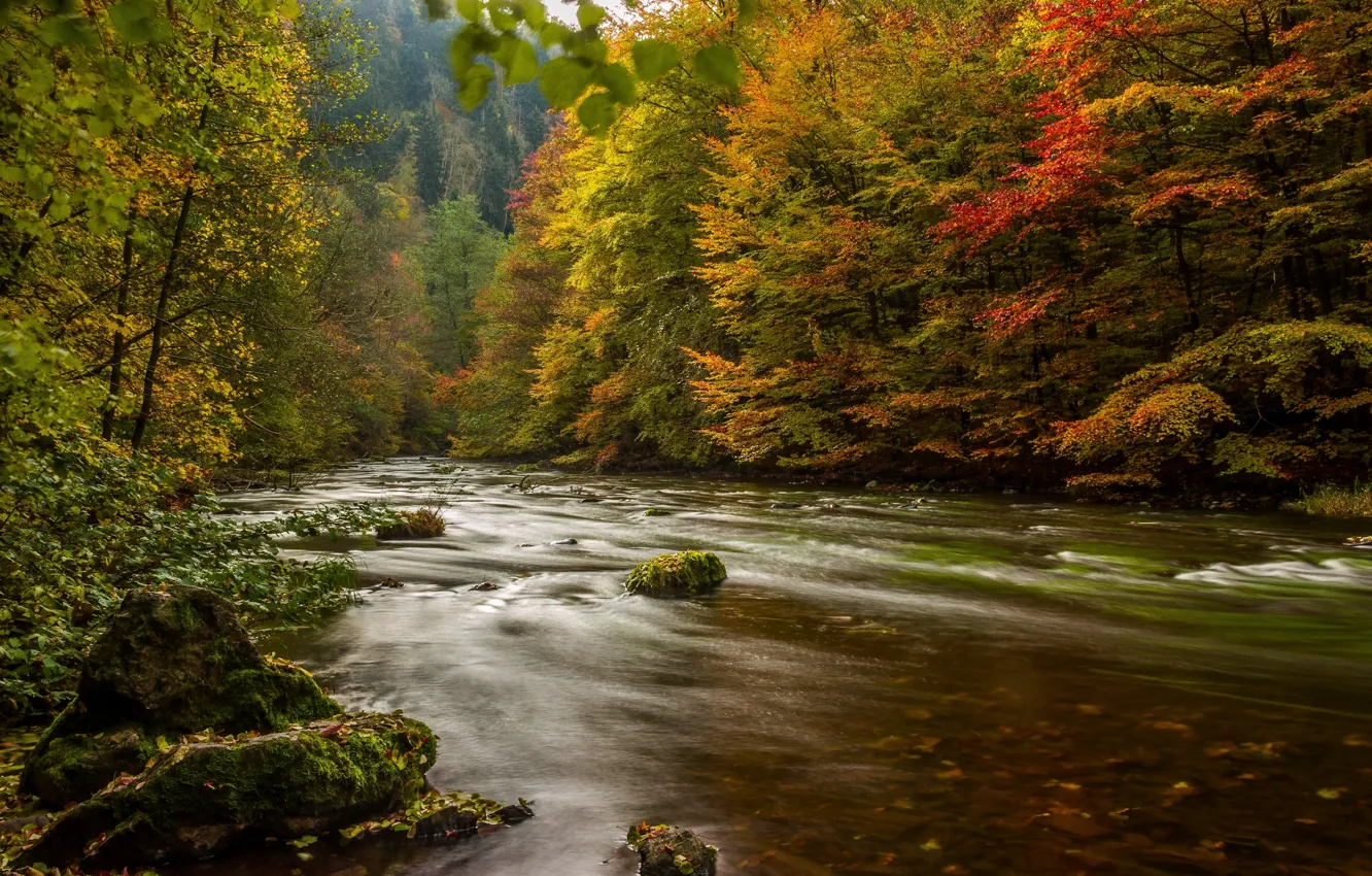 Photo wallpaper autumn, forest, trees, river, Germany, Germany, Resin, Harz