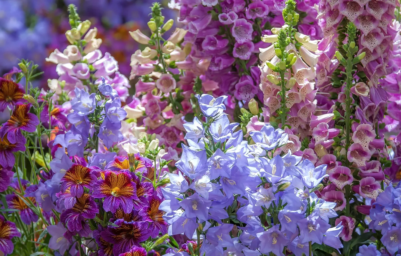 Photo wallpaper bells, digitalis, digitalis, salpiglossis