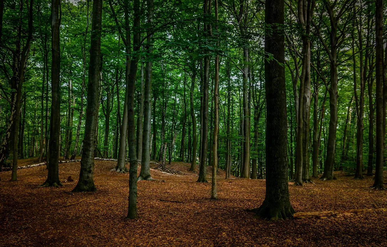 Photo wallpaper forest, trees, nature
