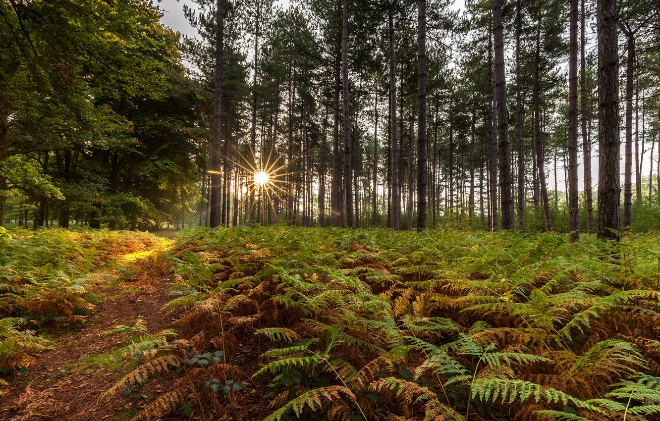 Photo wallpaper forest, trees, fern, the rays of the sun