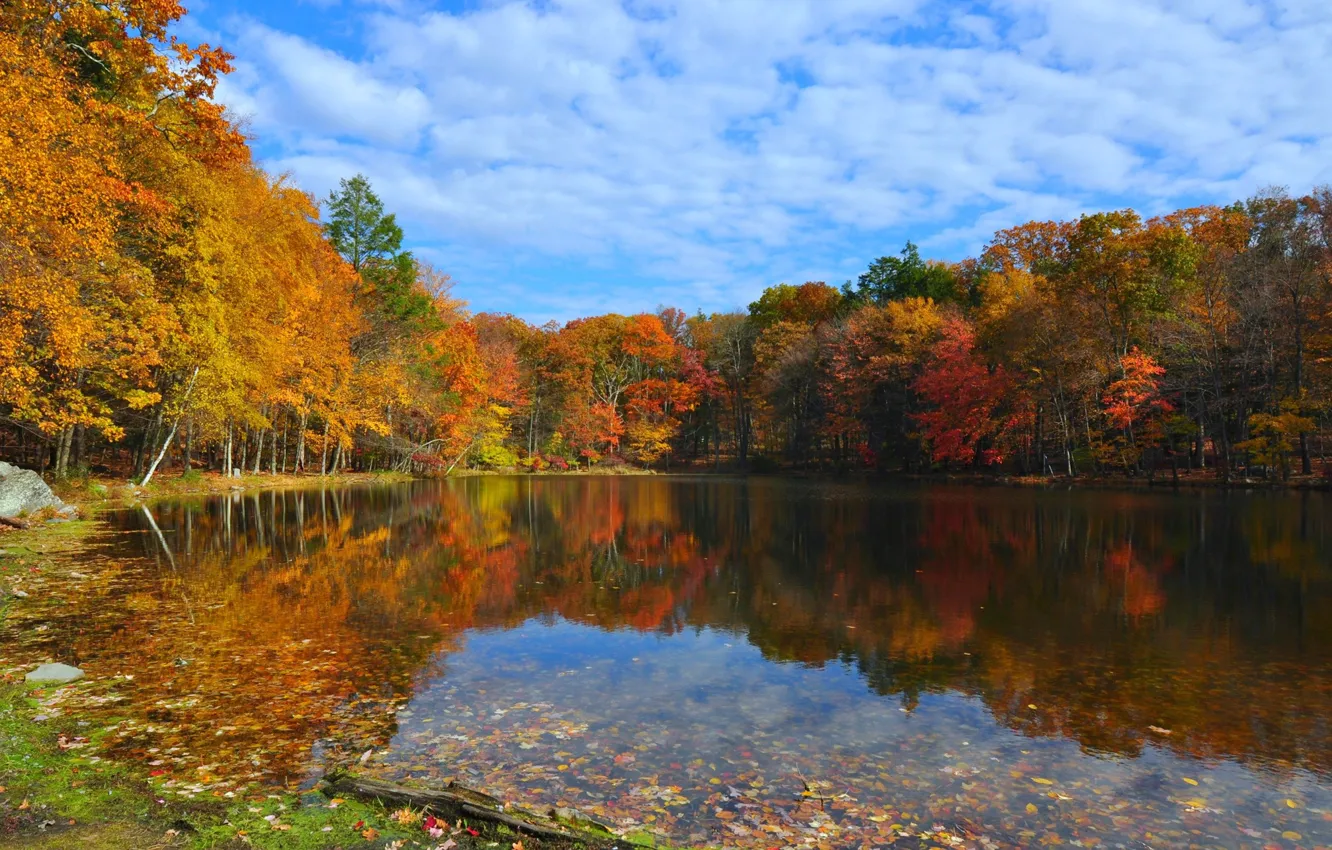 Photo wallpaper autumn, forest, the sky, clouds, trees, lake