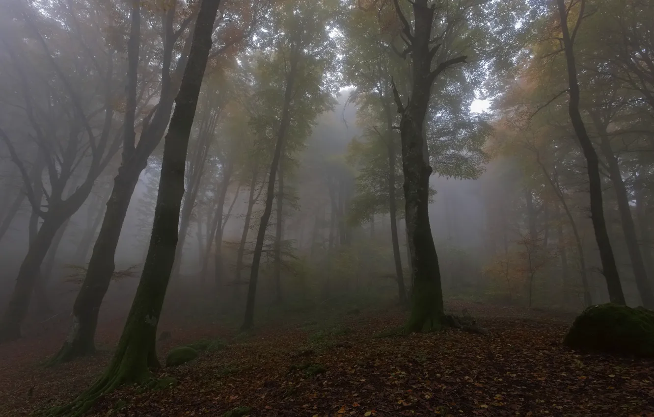 Photo wallpaper autumn, forest, trees, fog, foliage, morning, falling leaves