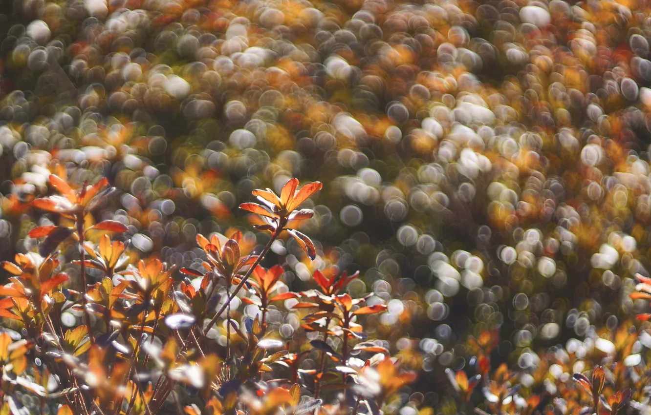 Photo wallpaper field, autumn, leaves, plant, meadow, Blik