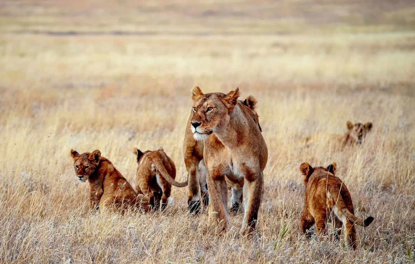 Photo wallpaper field, Leo, lioness, lion