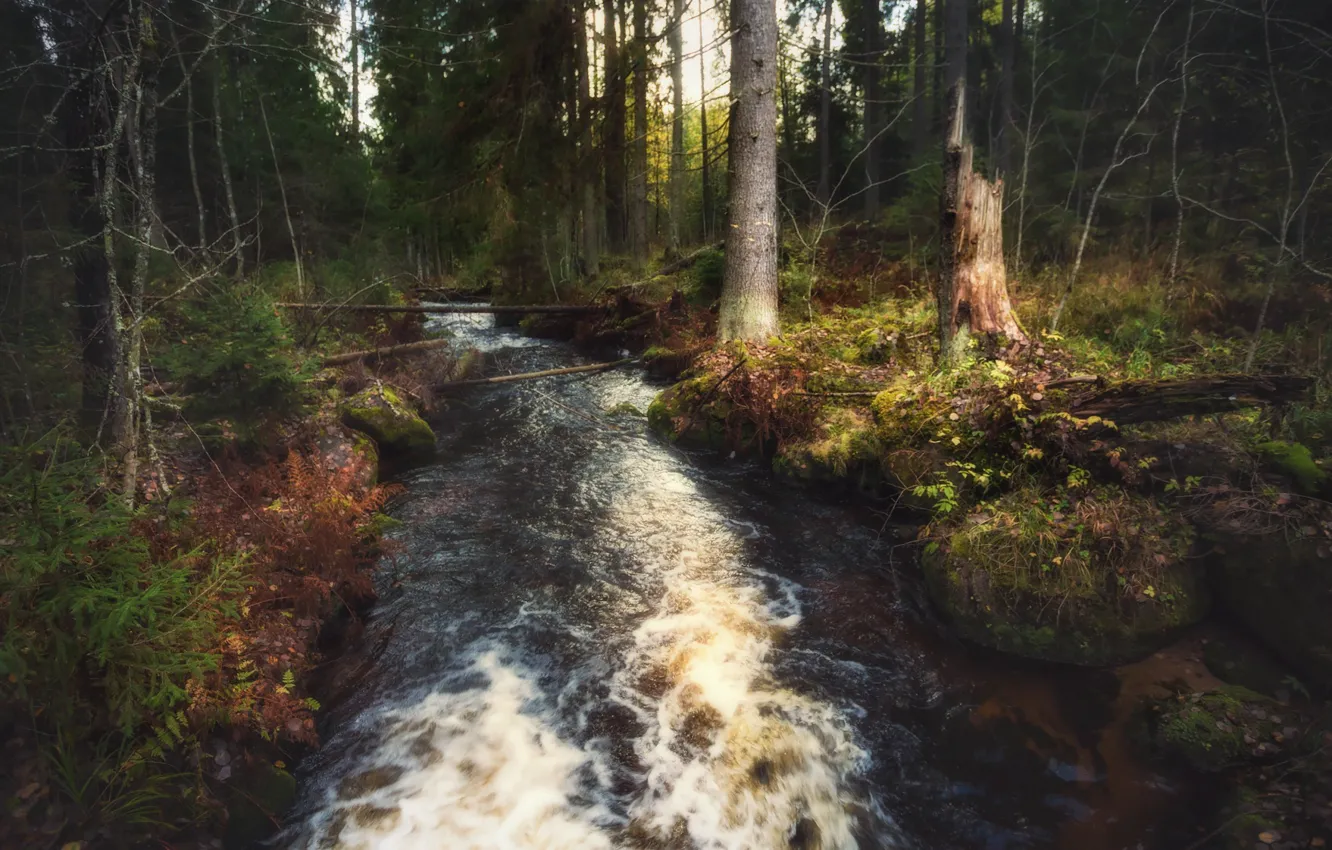 Photo wallpaper forest, trees, nature, river, deadwood