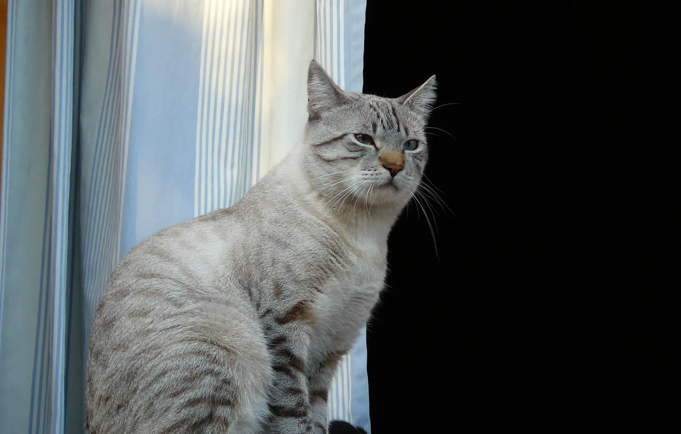 Photo wallpaper window, sitting, on the windowsill, grey cat