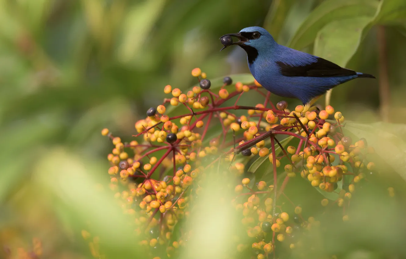 Photo wallpaper nature, berries, bird, Blue dacnis