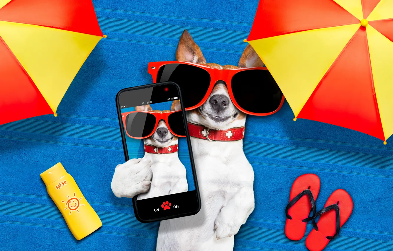 Photo wallpaper Dog, Glasses, Animals, Smartphone, Jack Russell Terrier