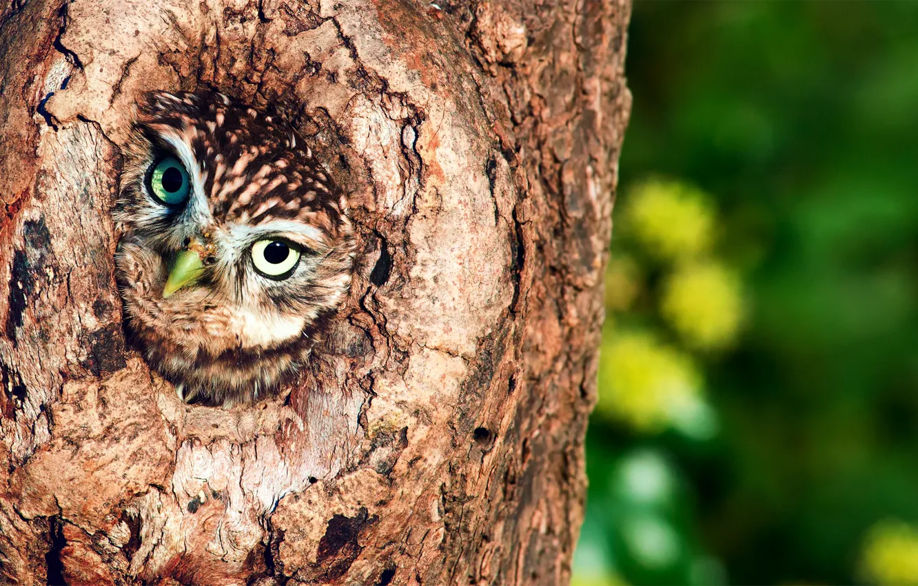 Photo wallpaper tree, owl, the hollow, birds