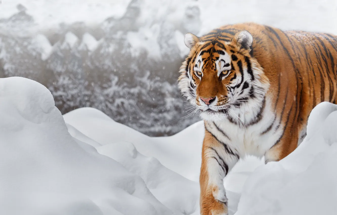 Photo wallpaper winter, look, face, snow, tiger, background, paws, the snow