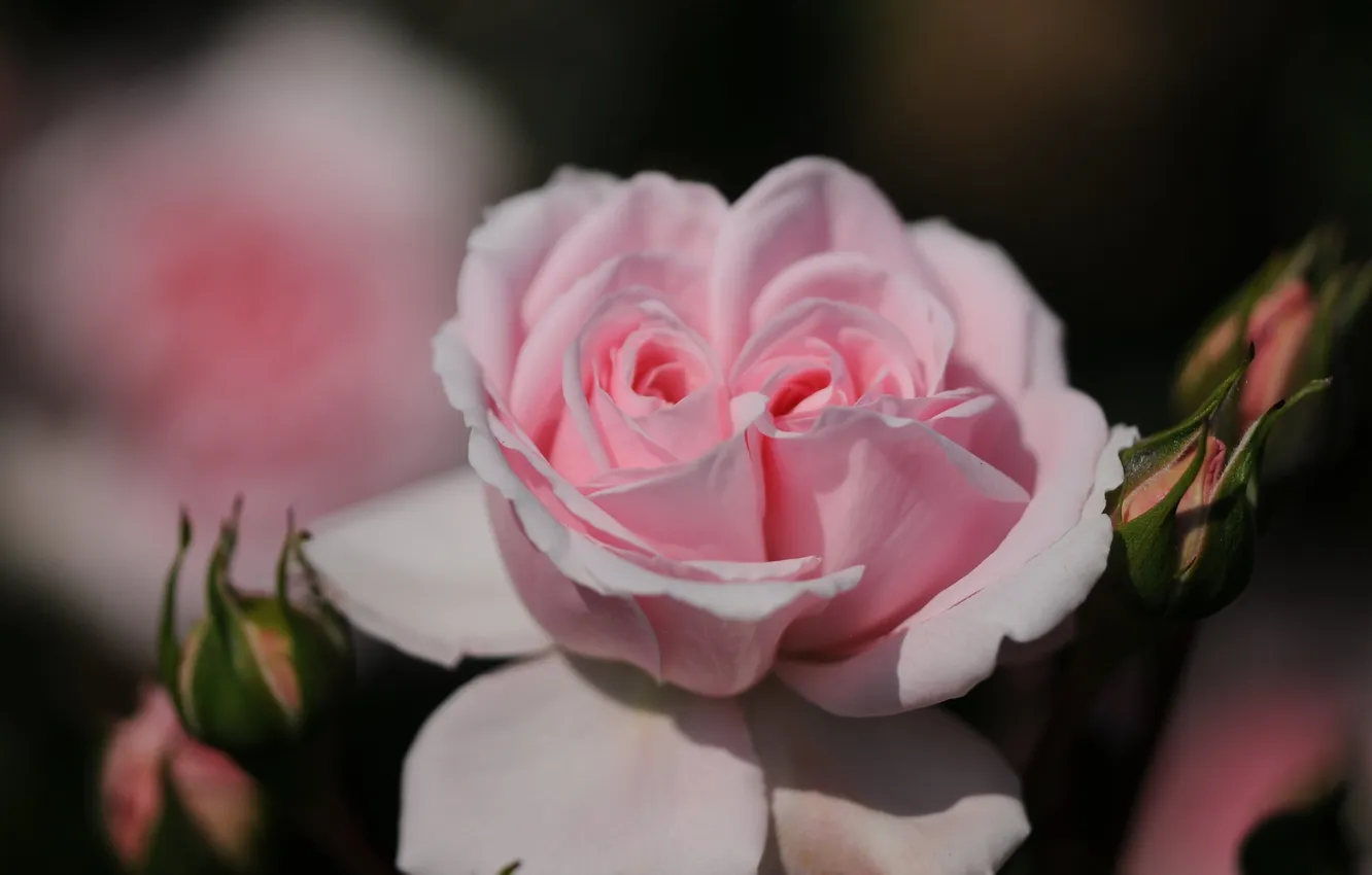 Photo wallpaper macro, light, flowers, the dark background, roses, petals, pink, buds