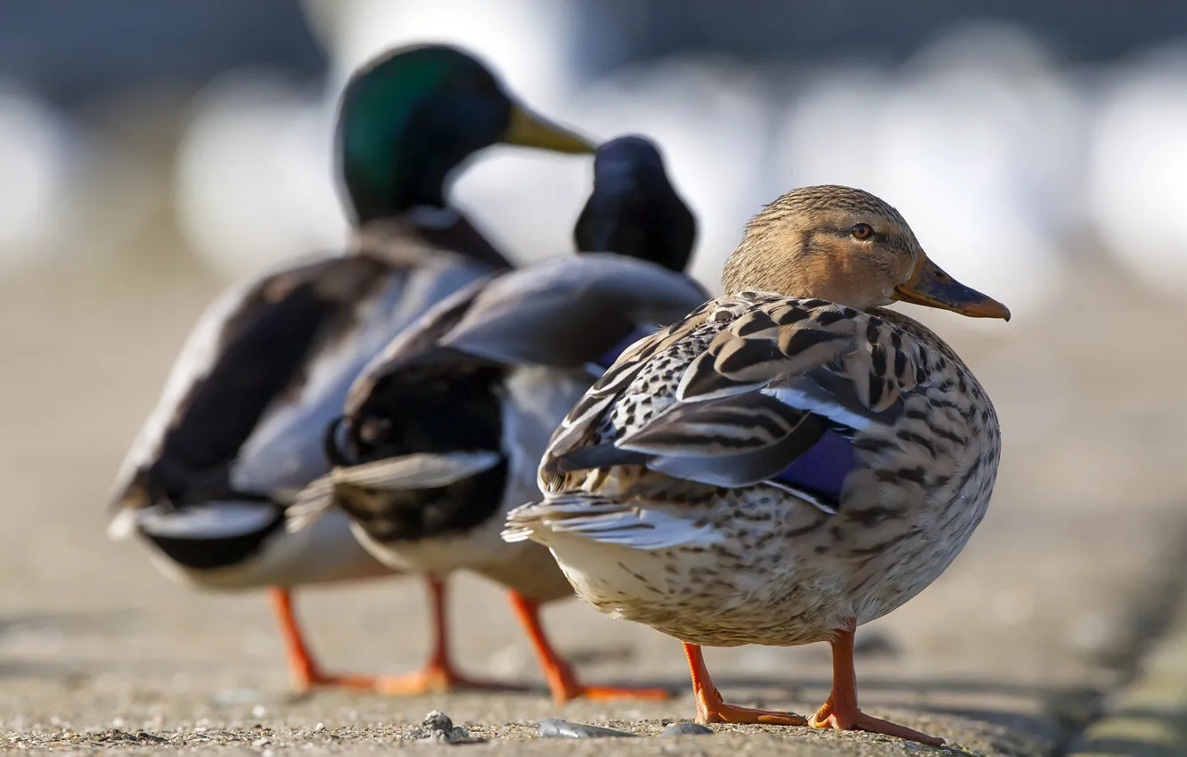 Photo wallpaper bird, legs, feathers, duck