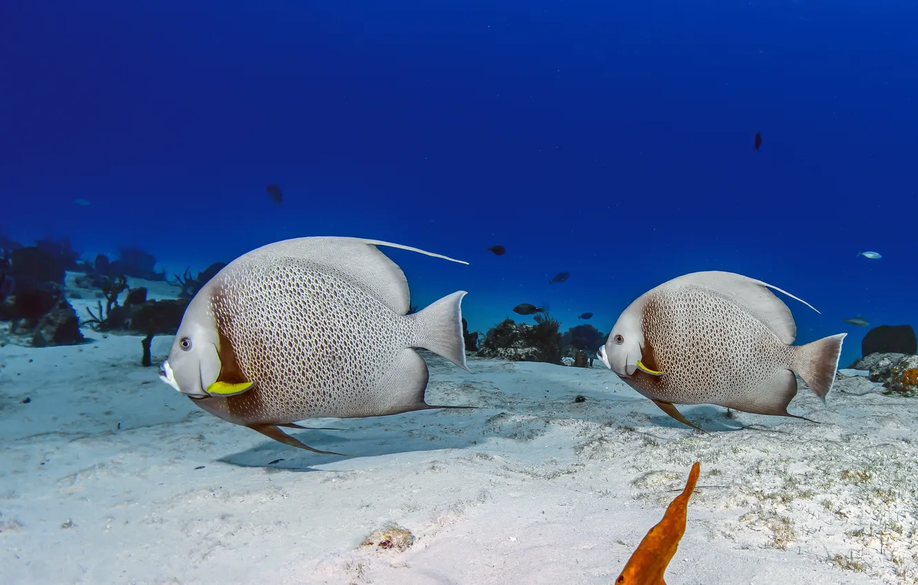 Photo wallpaper sand, sea, algae, the ocean, fish