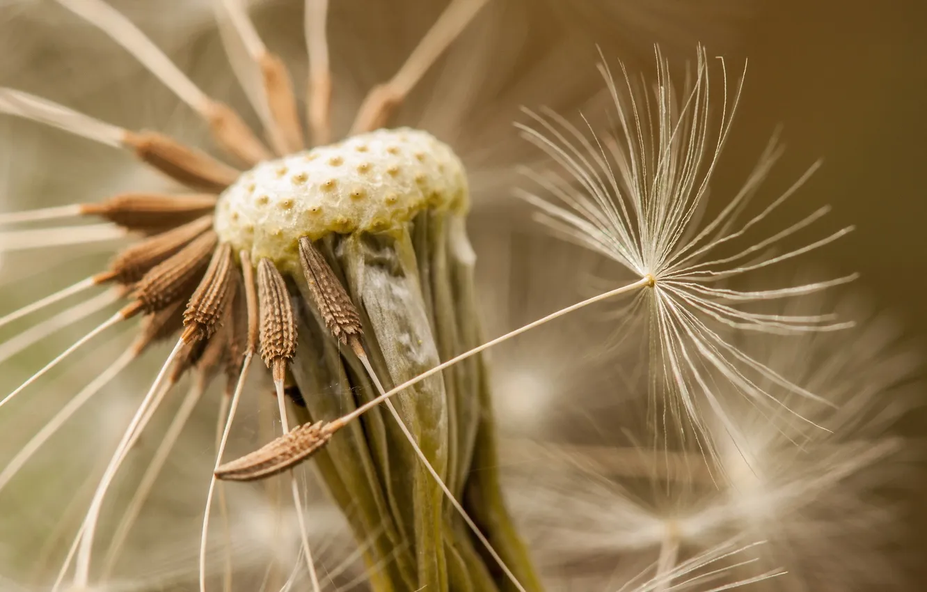 Photo wallpaper macro, nature, dandelion