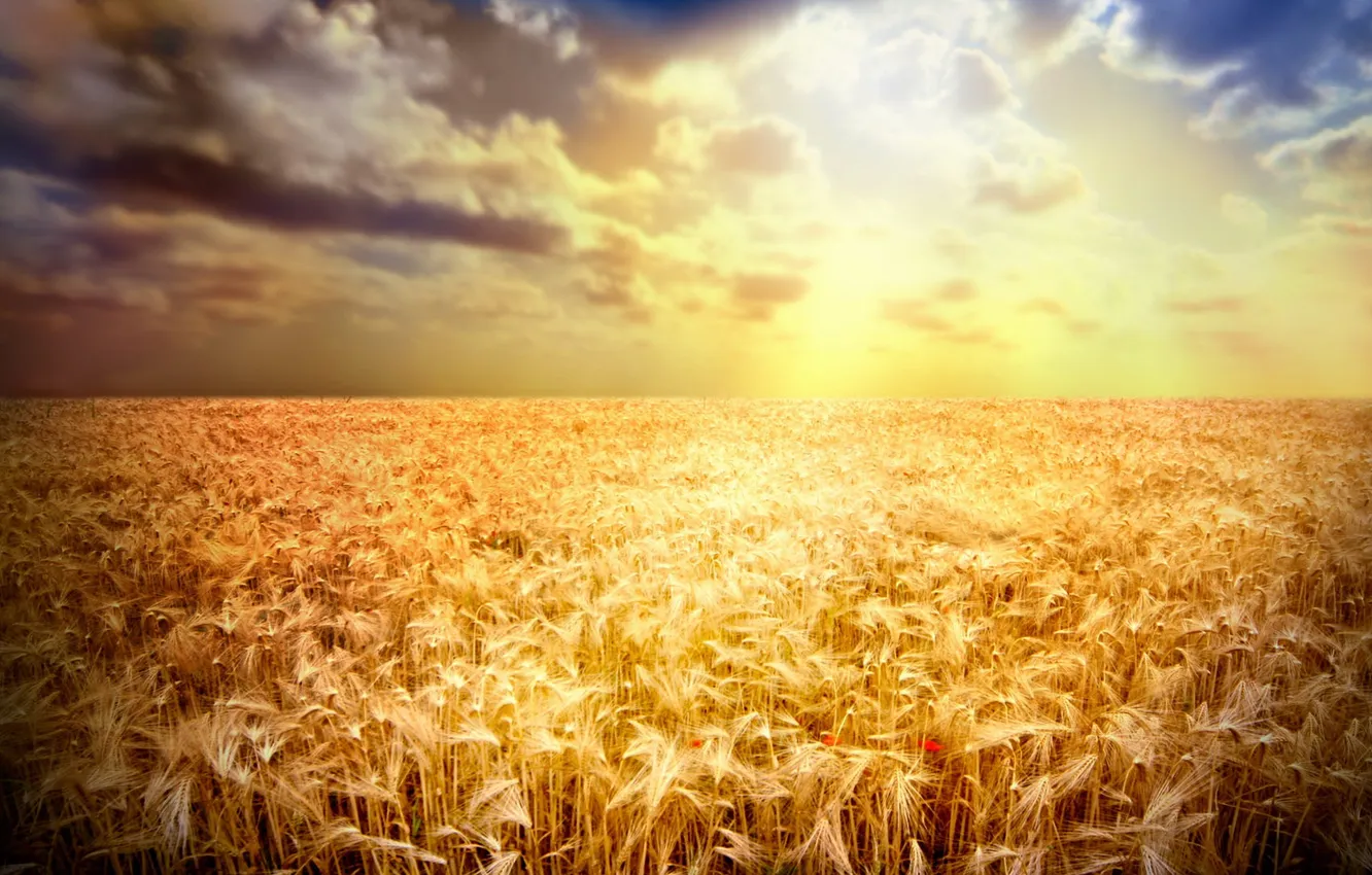 Photo wallpaper wheat, field, rays, sunset, Mac, ears, Golden