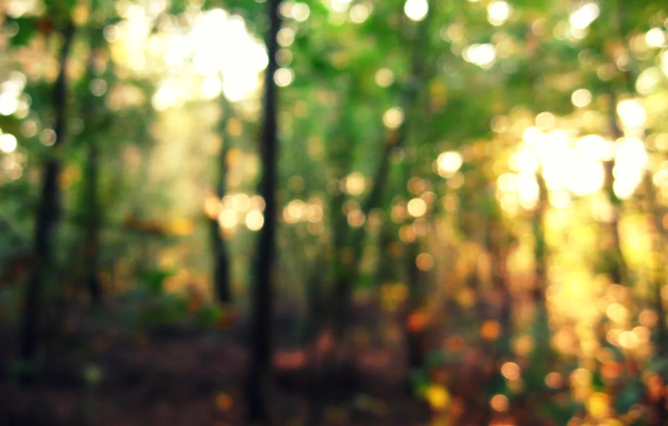 Photo wallpaper forest, light, nature, forest, autumn, bokeh