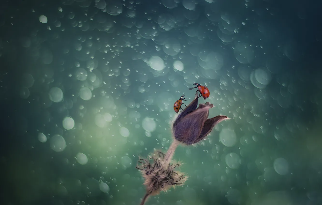 Photo wallpaper flower, drops, glare, two, ladybugs