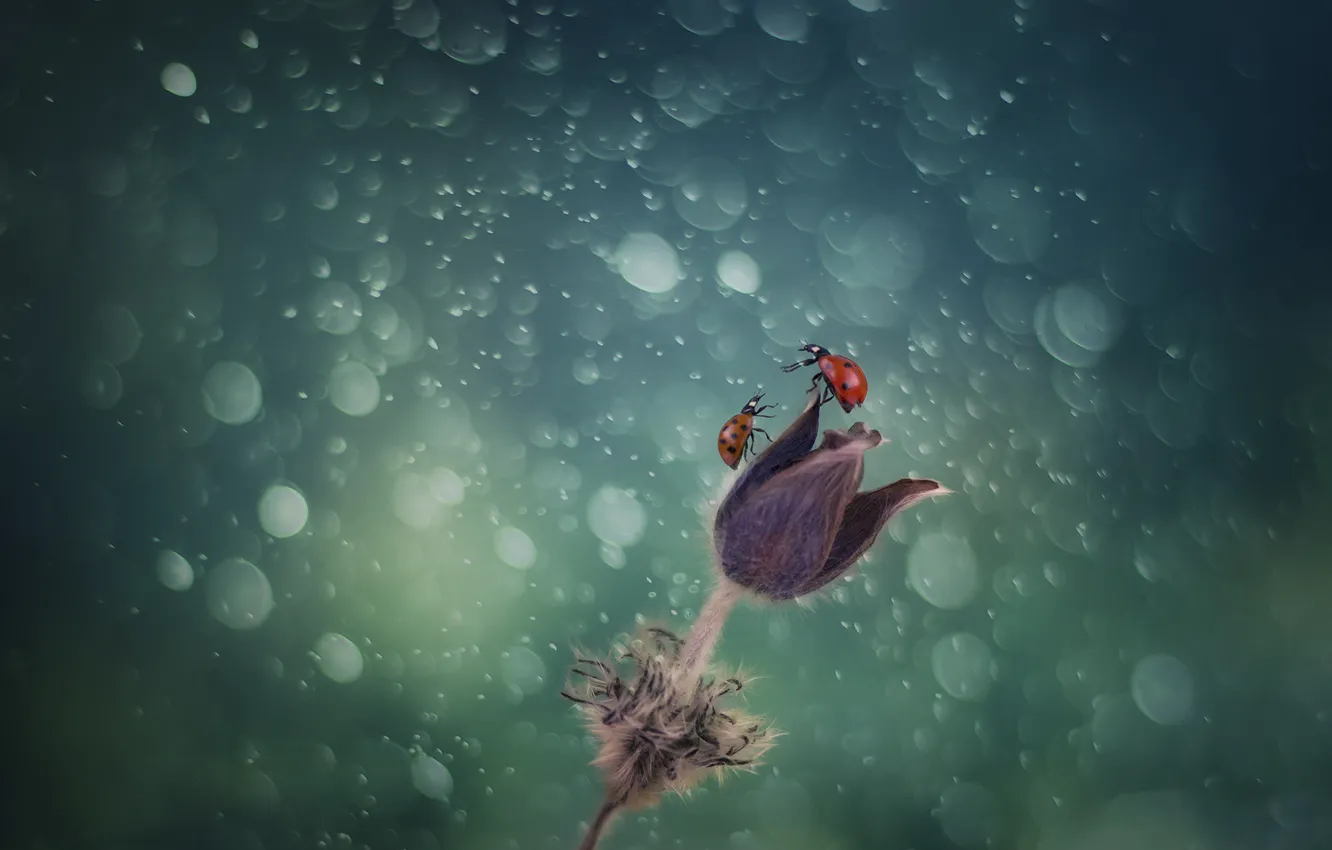 Photo wallpaper drops, flowers, glare, two, ladybugs