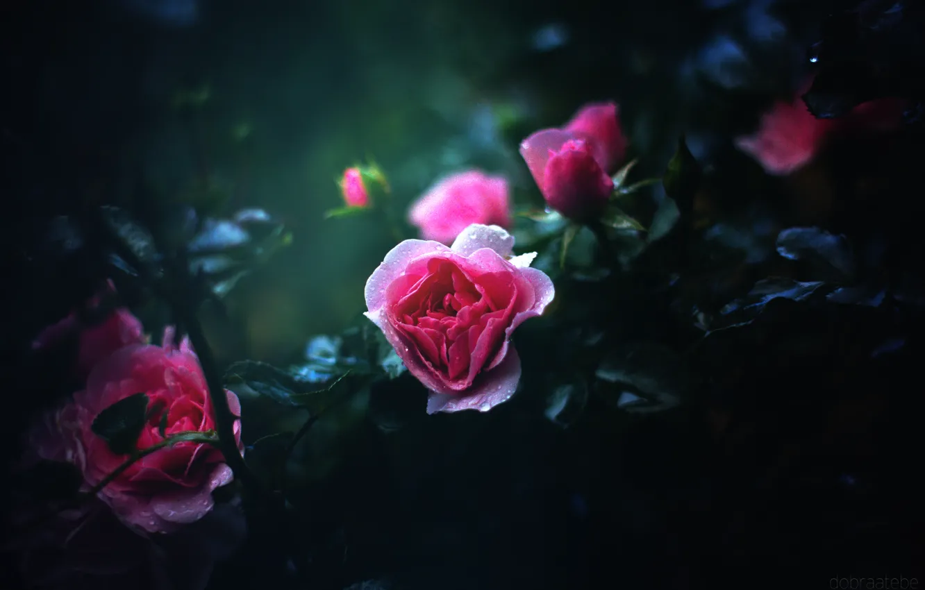 Photo wallpaper flower, drops, the dark background, pink, rose, dobraatebe