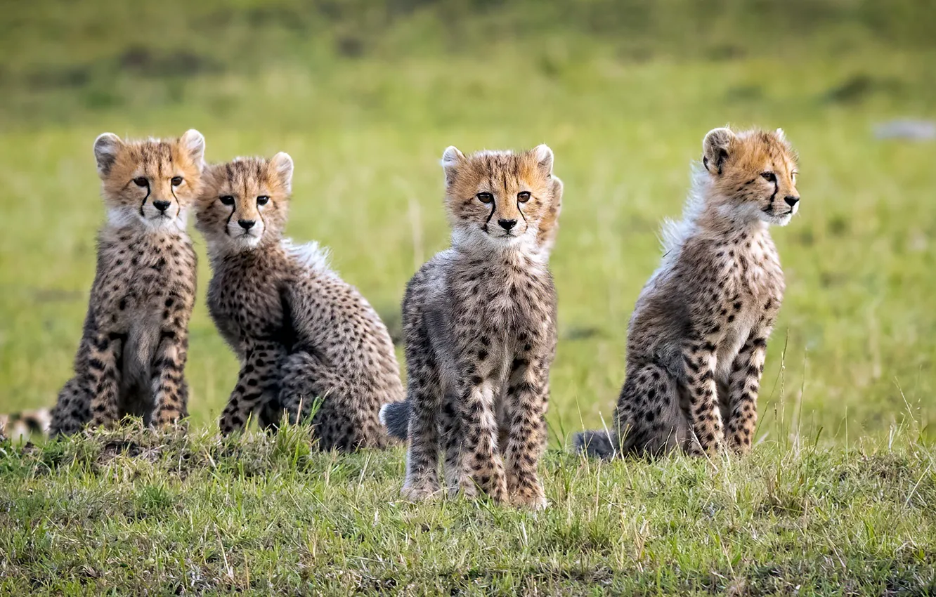Photo wallpaper wild cats, cheetahs, cubs