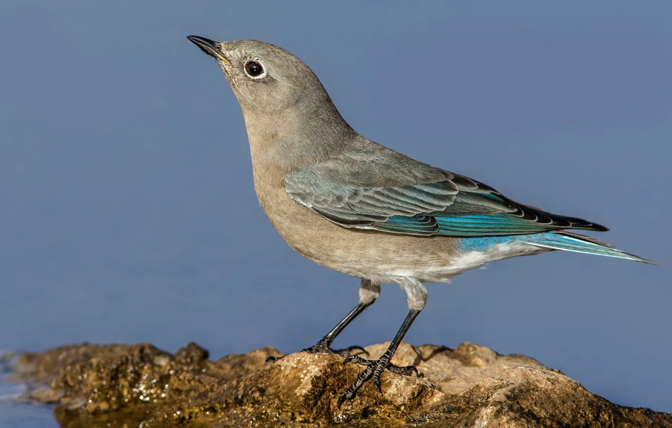 Photo wallpaper nature, bird, Blue sialia