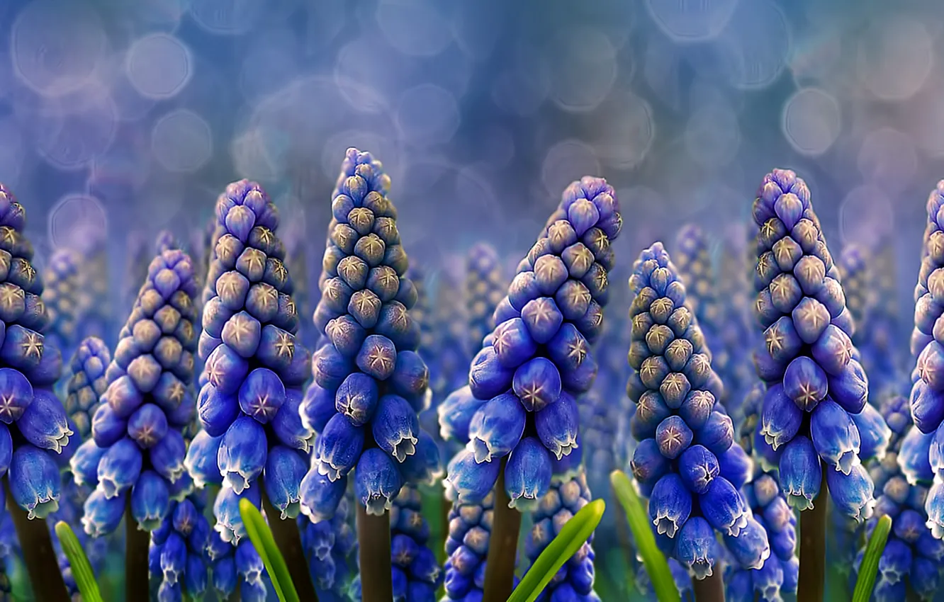 Photo wallpaper flowers, nature, Muscari, Grape Hyacinths