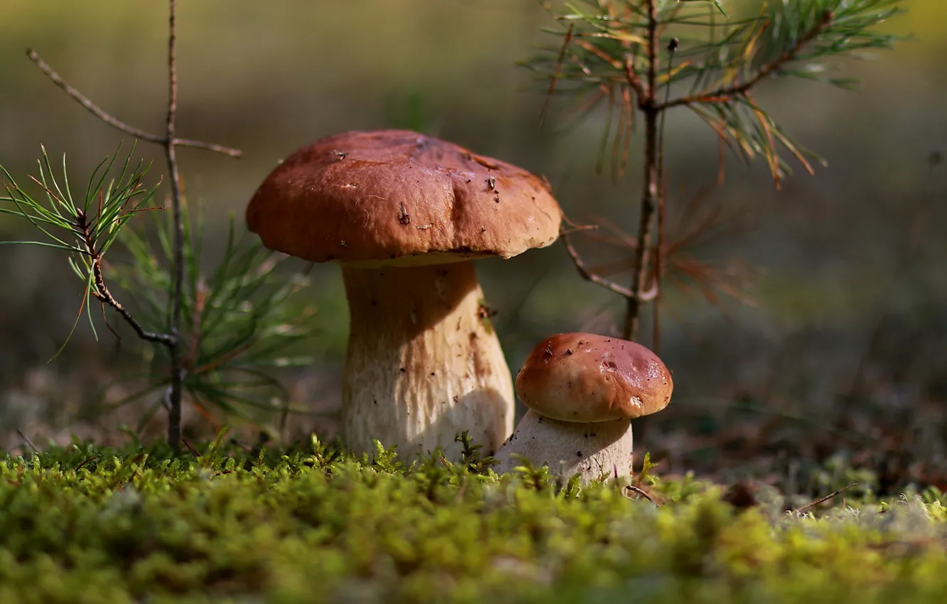 Photo wallpaper autumn, forest, leaves, nature, mushrooms, moss, October, boletus