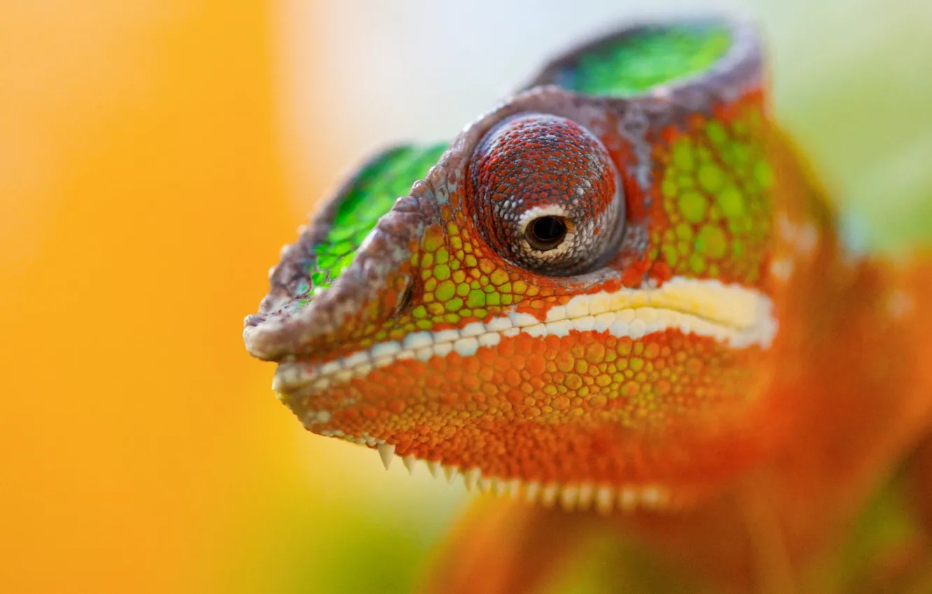 Photo wallpaper animal, Chameleon, color