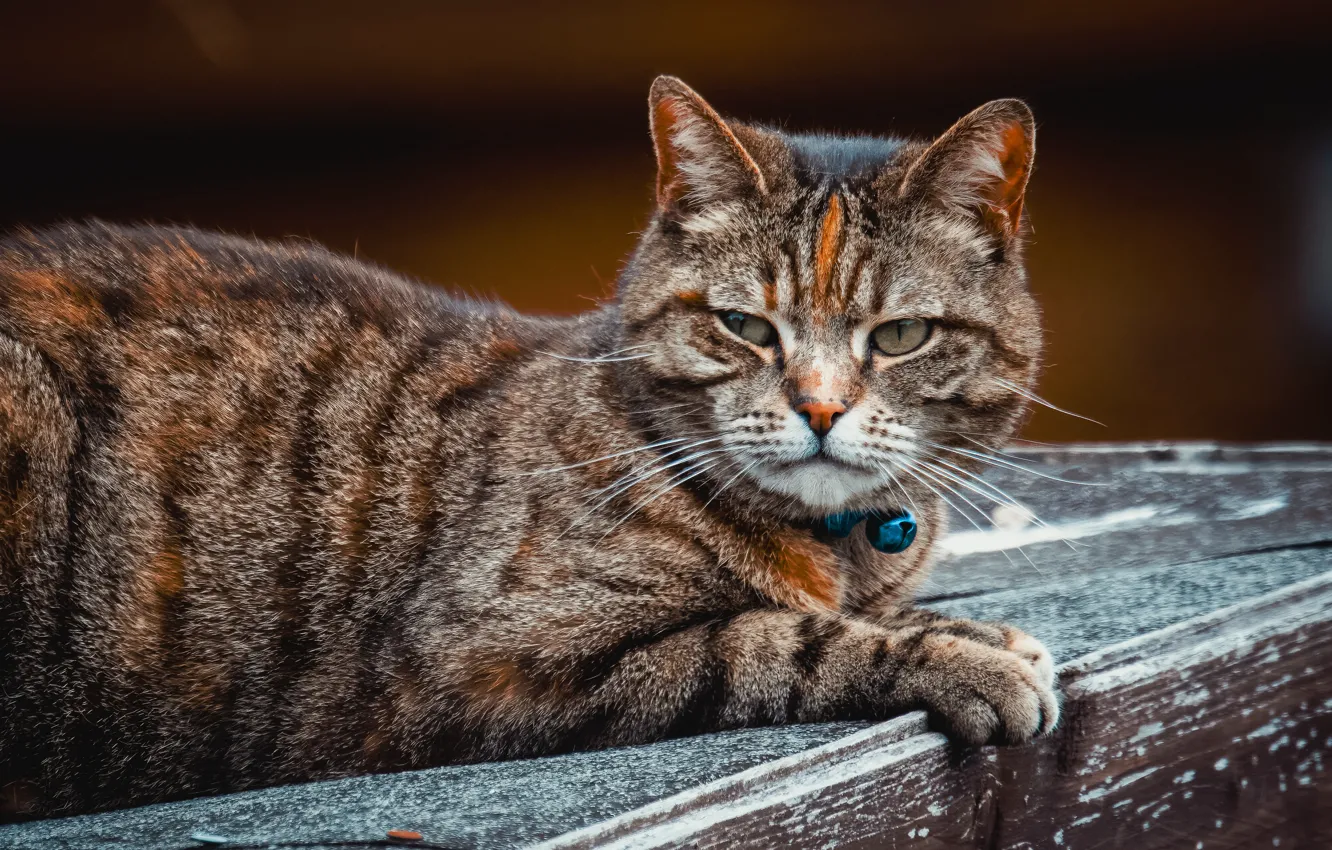 Photo wallpaper cat, cat, look, pose, face