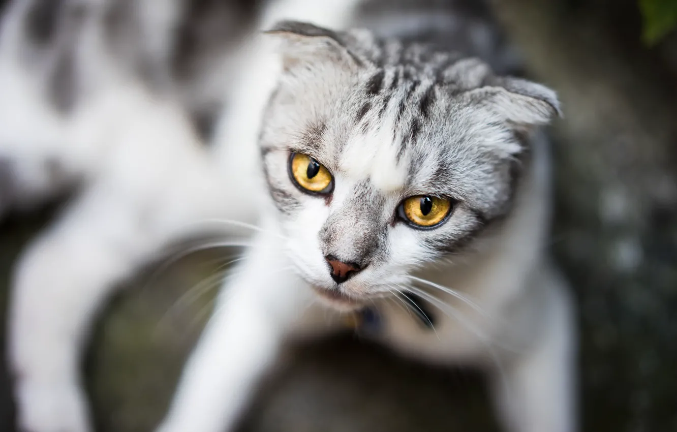 Photo wallpaper cat, eyes, mustache, look