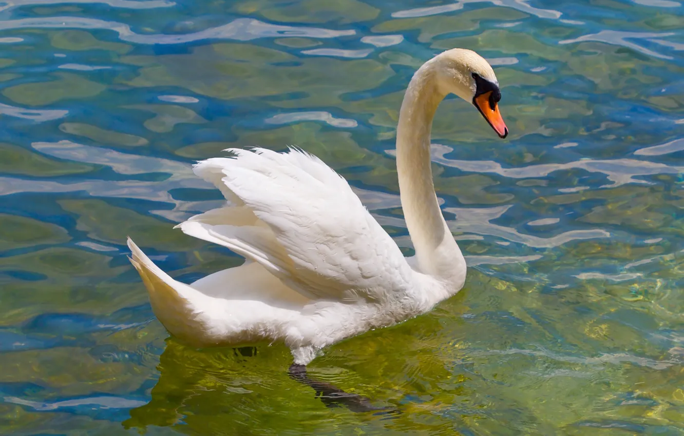 Photo wallpaper white, bird, Swan, pond