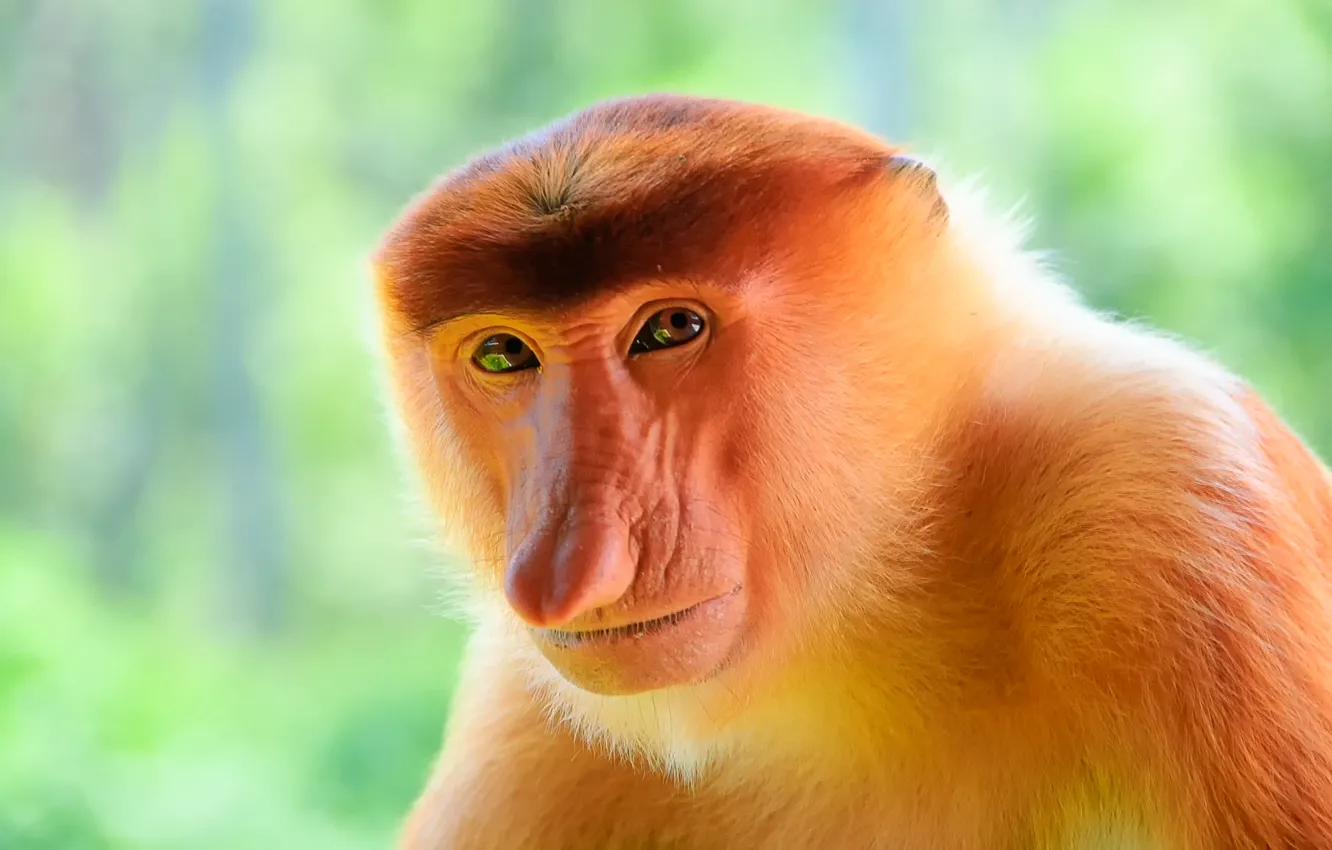 Photo wallpaper monkey, Nasalis larvatus, nosey