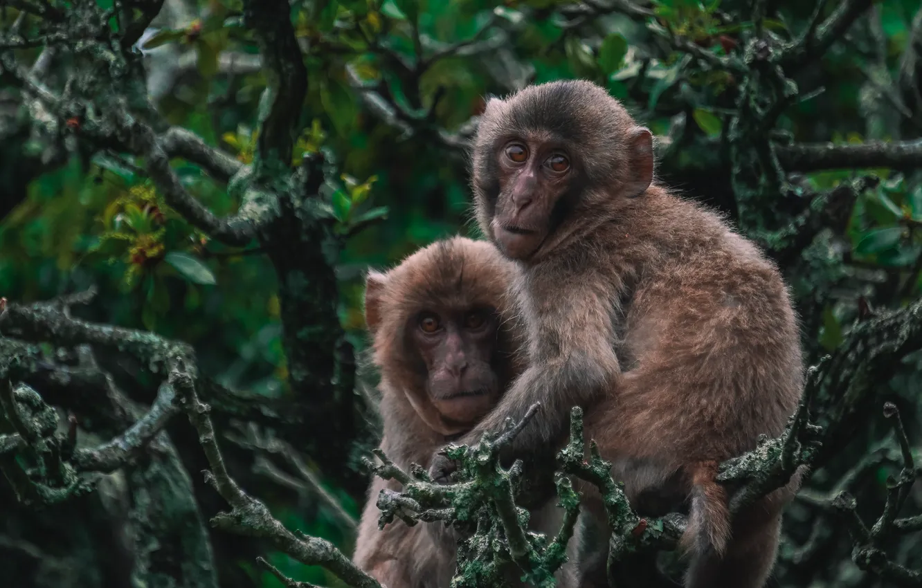 Photo wallpaper look, leaves, trees, branches, pose, thickets, monkey, face