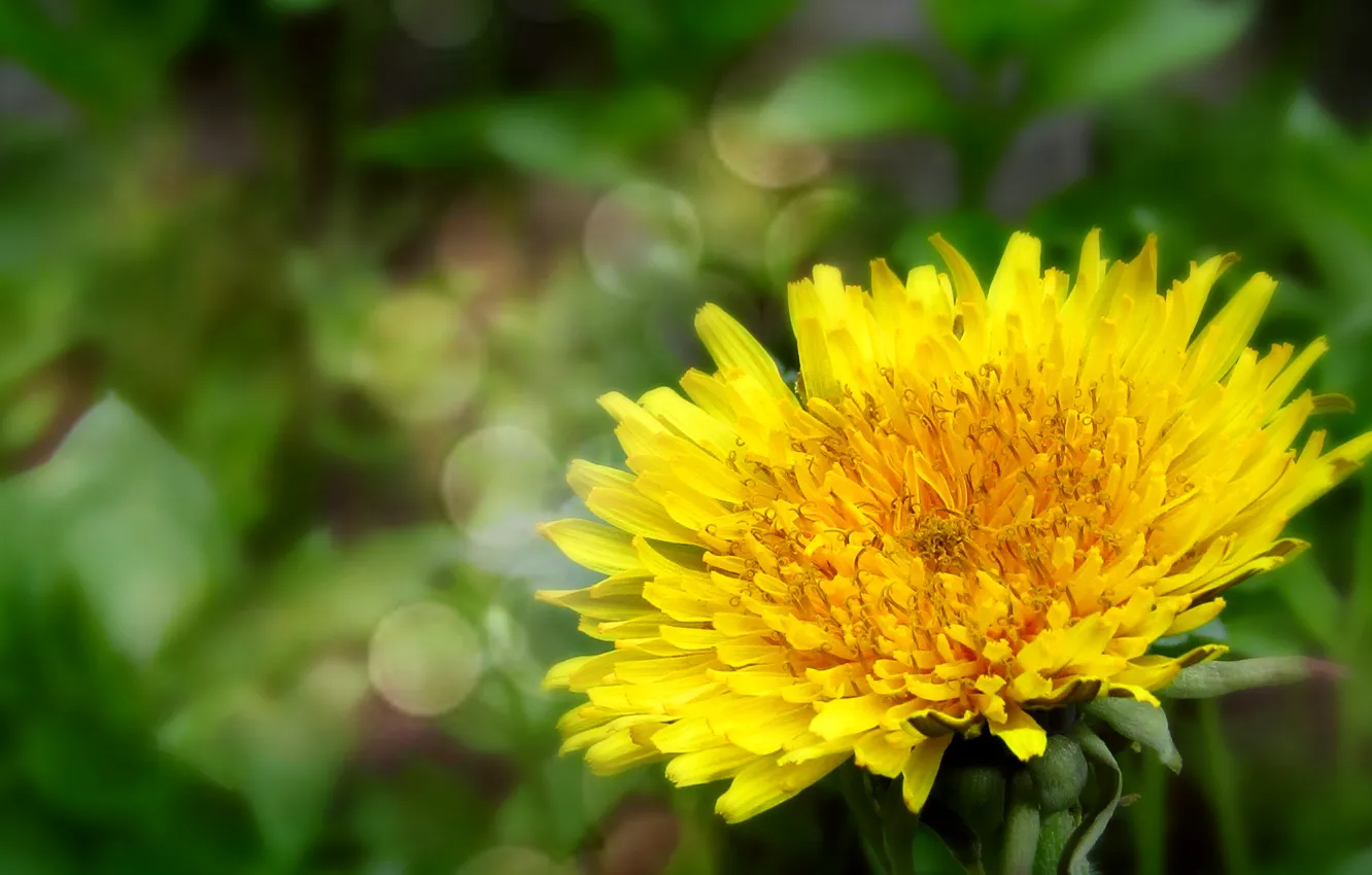 Photo wallpaper flowers, nature, dandelion, spring