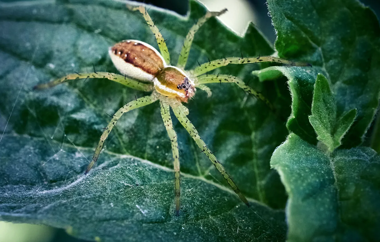 Photo wallpaper macro, spider, mint, Sergey Kalev