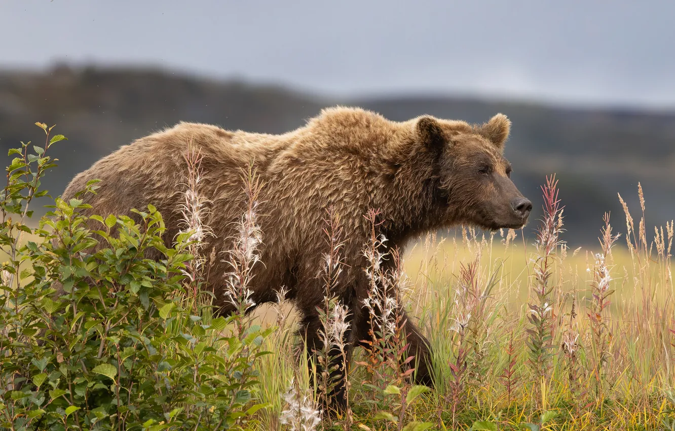 Photo wallpaper field, the sky, look, nature, pose, bear, the bushes