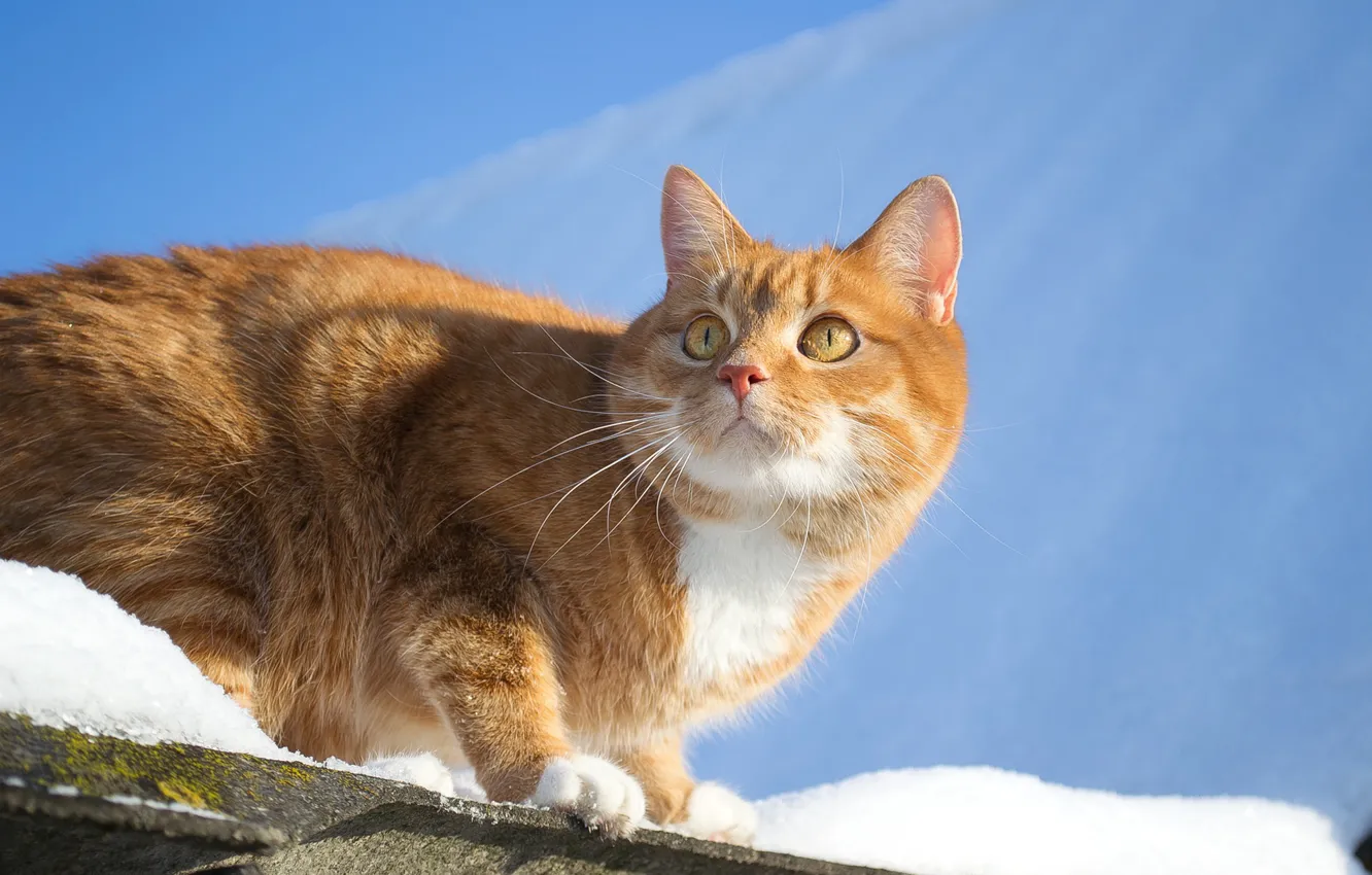 Photo wallpaper cat, the sky, look, snow, red, Pauline Khrol