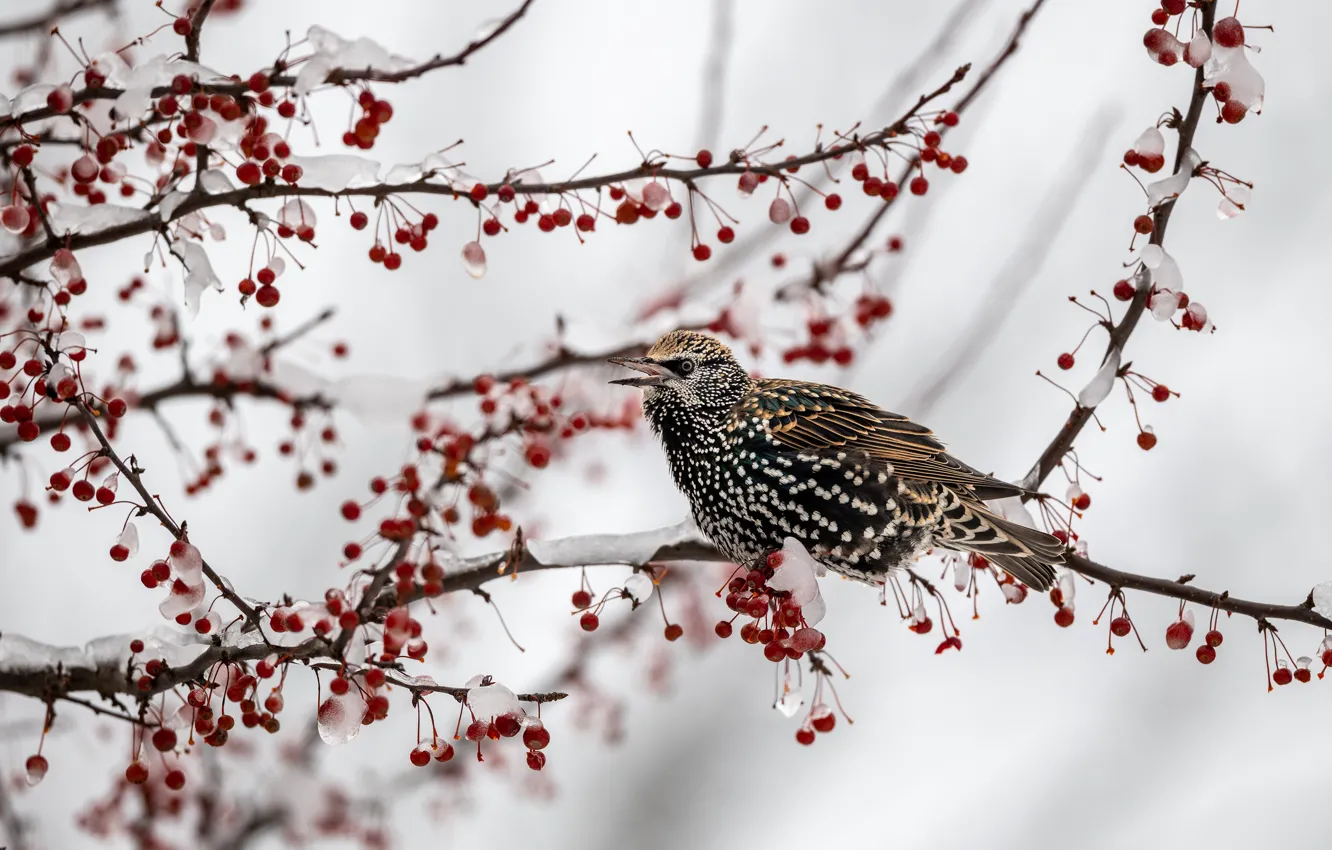Photo wallpaper ice, winter, snow, trees, branches, red, berries, bird