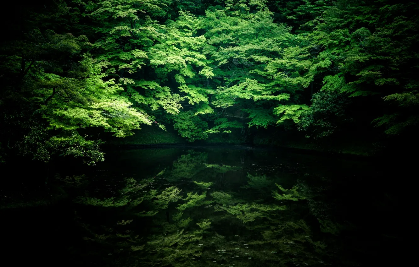Photo wallpaper water, trees, landscape, river