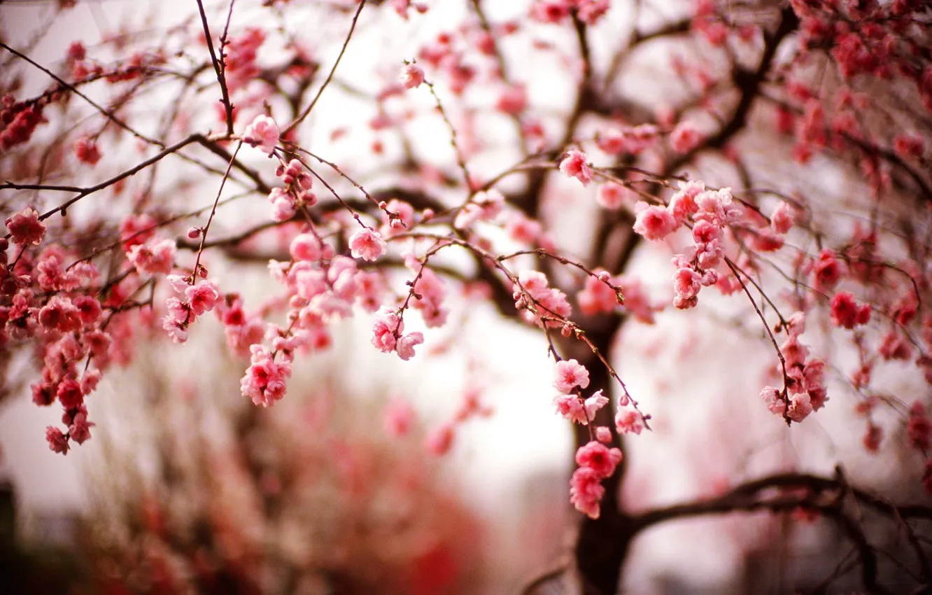 Photo wallpaper flowers, branches, spring, Sakura