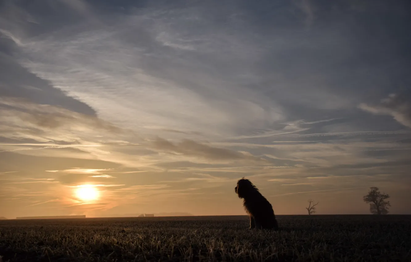 Photo wallpaper field, dog, morning