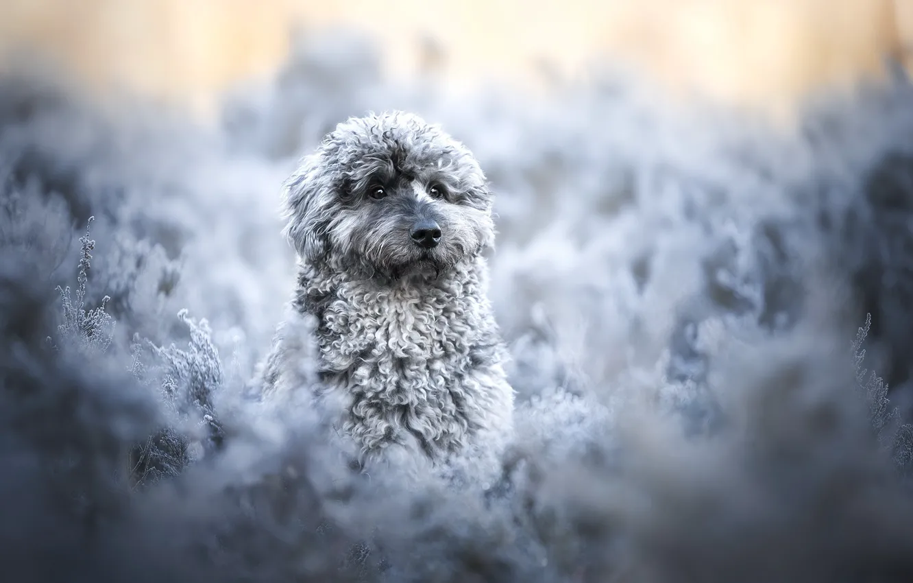 Photo wallpaper winter, nature, dog