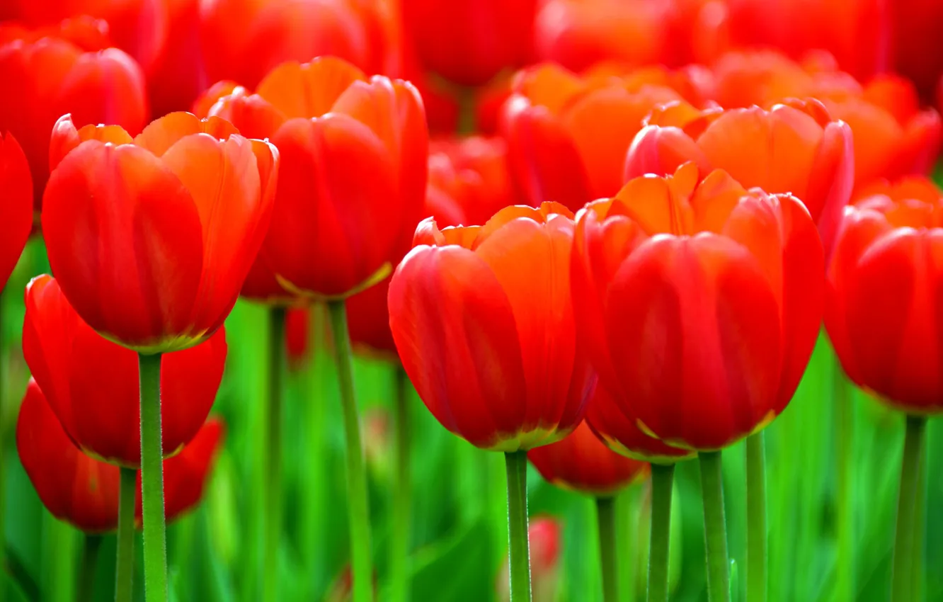 Photo wallpaper tulips, red, buds