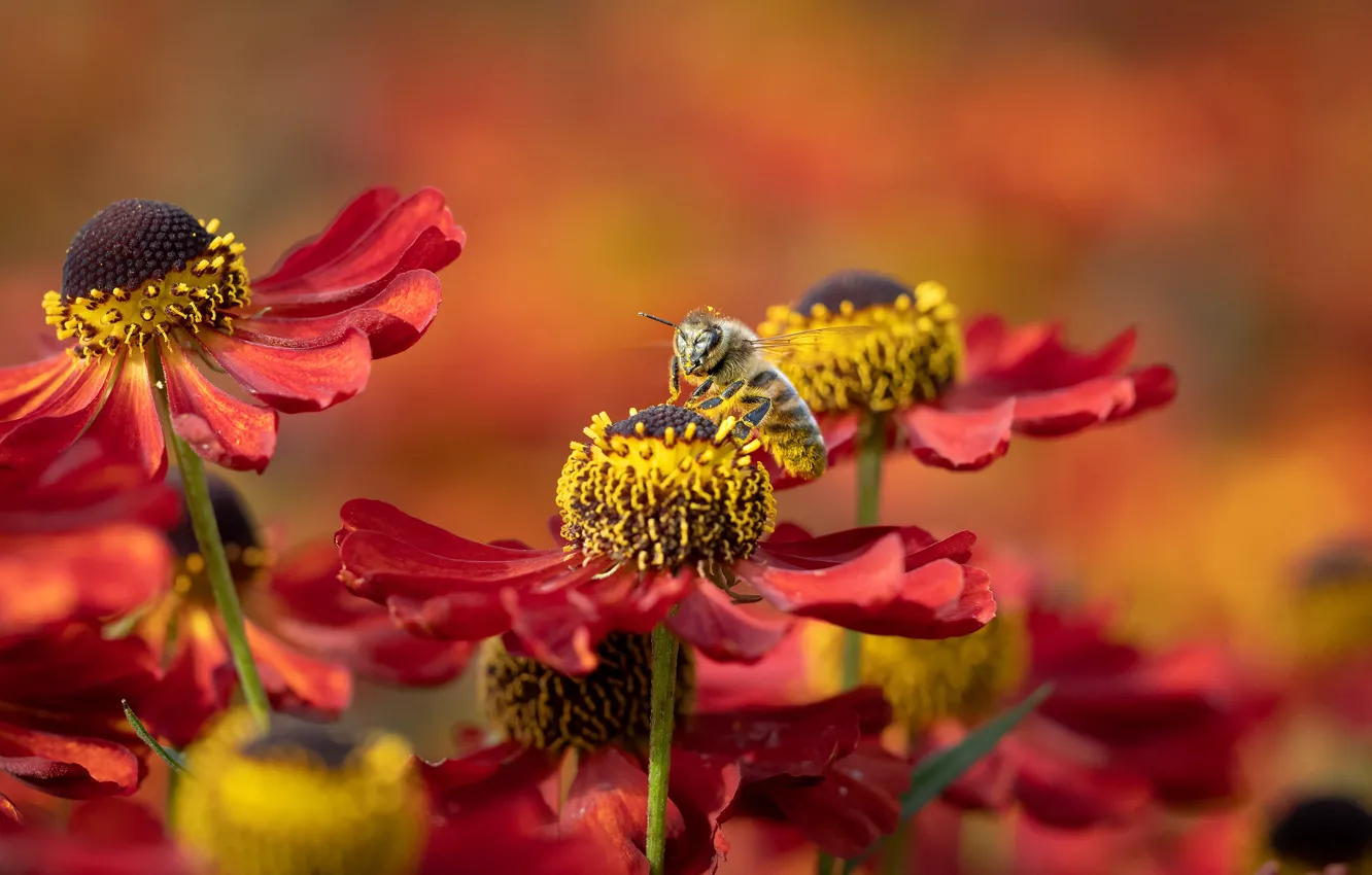 Photo wallpaper macro, flowers, bee