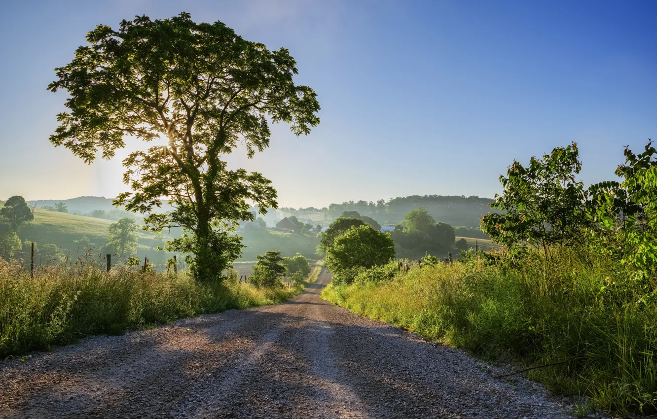 Photo wallpaper road, trees, morning